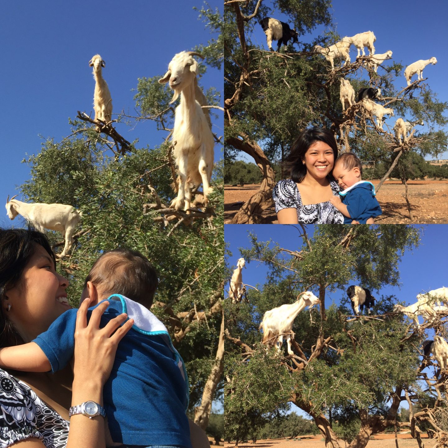 tree climbing goats