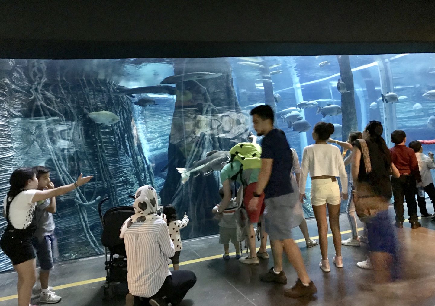 largest freshwater aquarium in South America at Parque Explora Medellin