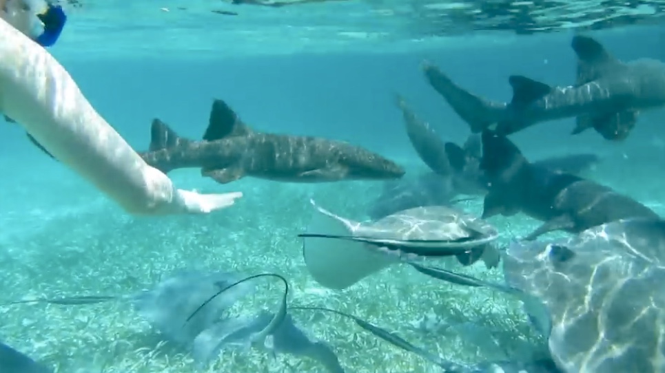 Snorkeling with nurse sharks in Belize